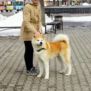 Шикарный щенок японской акиты 