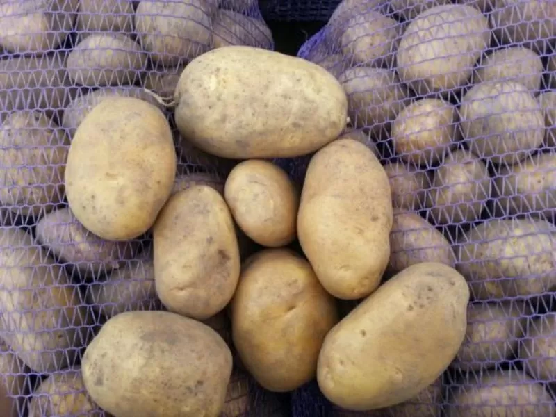 Картофель оптом со склада Фермерского Хозяйства  3