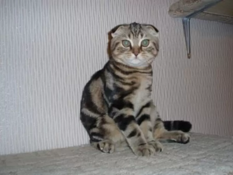   Продается котик скоттиш-фолд черный мрамор